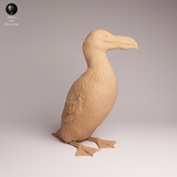 Anml-260401 Great Auk（オオウミガラス）