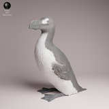 Anml-260401 Great Auk（オオウミガラス）