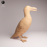 Anml-260403 Great Auk stand（オオウミガラス）
