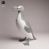 Anml-260403 Great Auk stand（オオウミガラス）