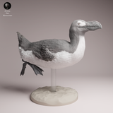 Anml-260404 Great Auk swim（オオウミガラス）