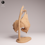 Anml-251201 Hammer-headed Bat（ウマヅラコウモリ）