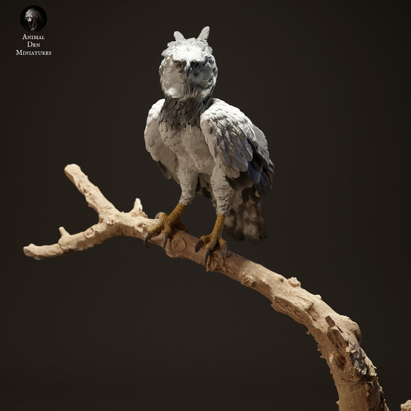 Anml-230604 harpy eagle standing
