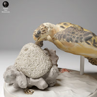 Anml-240505 hawksbill sea turtle feed