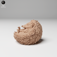 Anml-241105 European hedgehog curled up