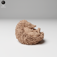 Anml-241105 European hedgehog curled up