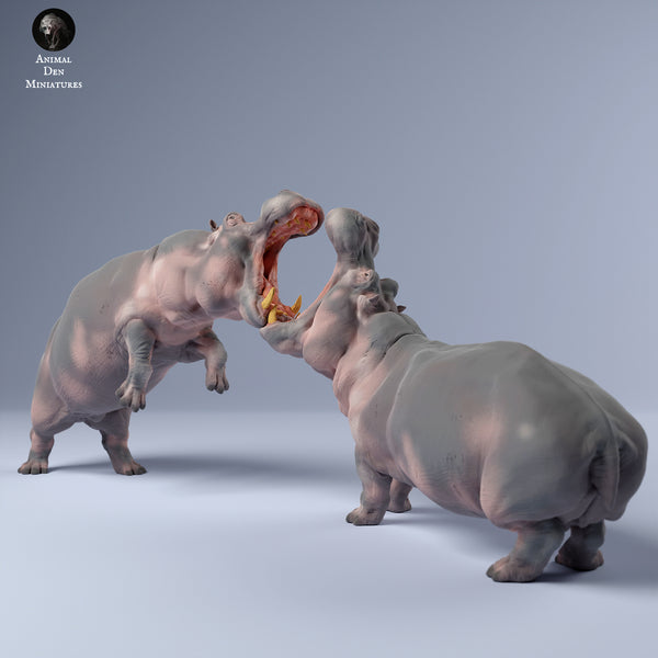 Anml-240311 Hippos fight