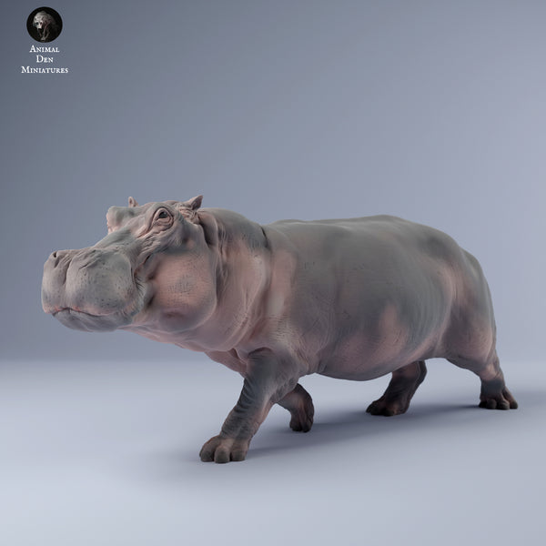 Anml-240309 Hippo run