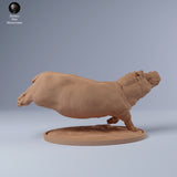 Anml-240308 Hippo female swim