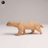 Anml-250802 honey badger(ミツアナグマ)