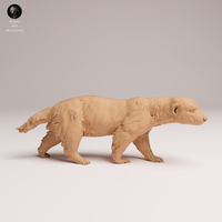 Anml-250802 honey badger(ミツアナグマ)