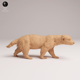 Anml-250802 honey badger(ミツアナグマ)