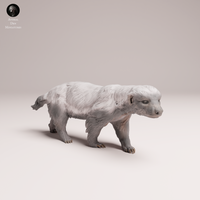 Anml-250802 honey badger(ミツアナグマ)