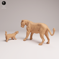 Anml-250811 lioness vs honey badger(雌ライオンとミツアナグマ)