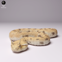 Anml-240710 sahara horned viper（サハラツノクサリヘビ）