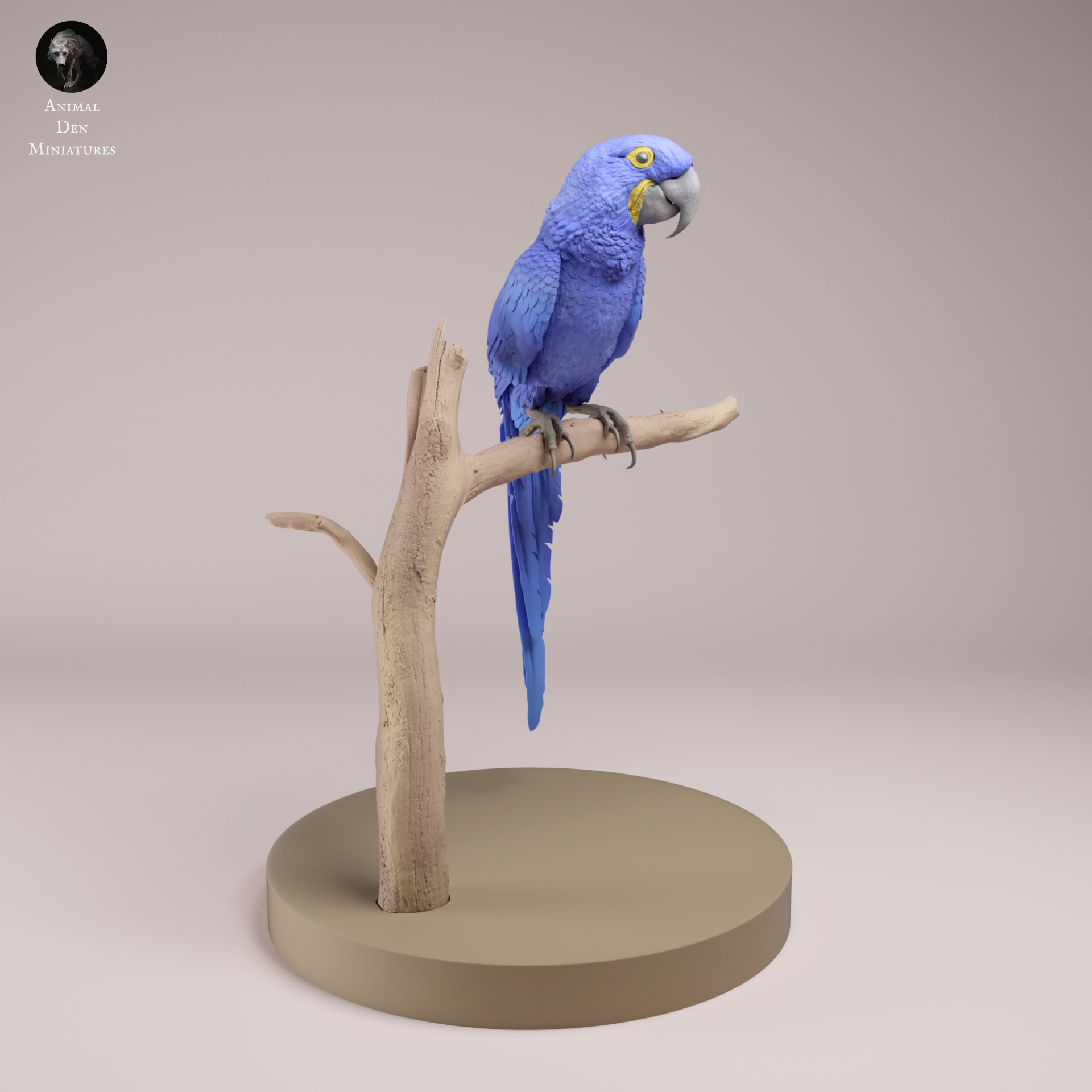 hyacinth-macaw-4-