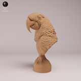 Anml-260805 Hyacinth Macaw Bust（スミレコンゴウインコ）