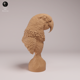 Anml-260805 Hyacinth Macaw Bust（スミレコンゴウインコ）