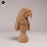 Anml-260805 Hyacinth Macaw Bust（スミレコンゴウインコ）