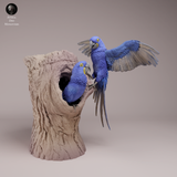 Anml-260806 Hyacinth Macaws（スミレコンゴウインコ）