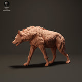 Anml-230813 spotted hyena walk