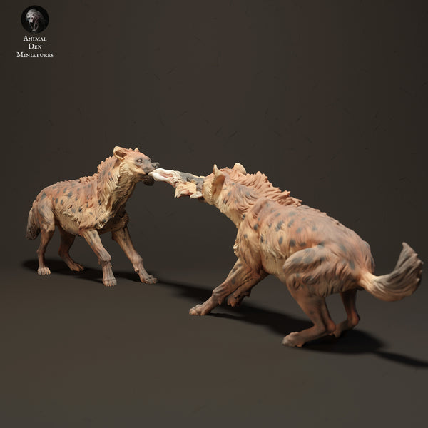 Anml-230812 spotted hyena fighting over food