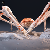 Anml-260902 Japanese Giant Spider Crab（タカアシガニ）