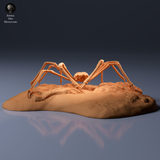 Anml-260902 Japanese Giant Spider Crab（タカアシガニ）