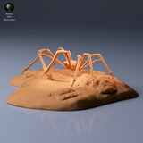 Anml-260902 Japanese Giant Spider Crab（タカアシガニ）