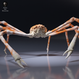 Anml-260903 Japanese Giant Spider Crab Standalone（タカアシガニ）