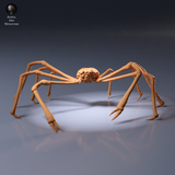 Anml-260903 Japanese Giant Spider Crab Standalone（タカアシガニ）