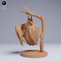 Anml-250505 kittis hog nosed bat hanging（キティブタバナコウモリ）
