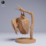 Anml-250505 kittis hog nosed bat hanging（キティブタバナコウモリ）