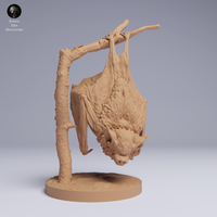 Anml-250505 kittis hog nosed bat hanging（キティブタバナコウモリ）