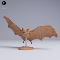 Anml-250504 kittis hog nosed bat fly（キティブタバナコウモリ）