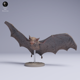 Anml-250504 kittis hog nosed bat fly（キティブタバナコウモリ）