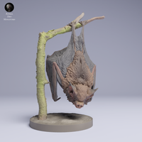 Anml-250505 kittis hog nosed bat hanging（キティブタバナコウモリ）