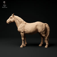 Anml-231106 konik horse