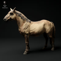 Anml-231106 konik horse