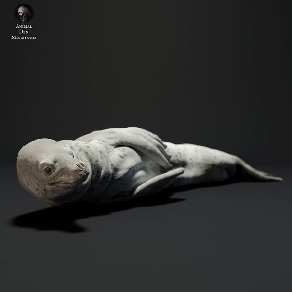 Anml-230704 leopard seal lying