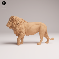 Anml-250805 lion(ライオン)