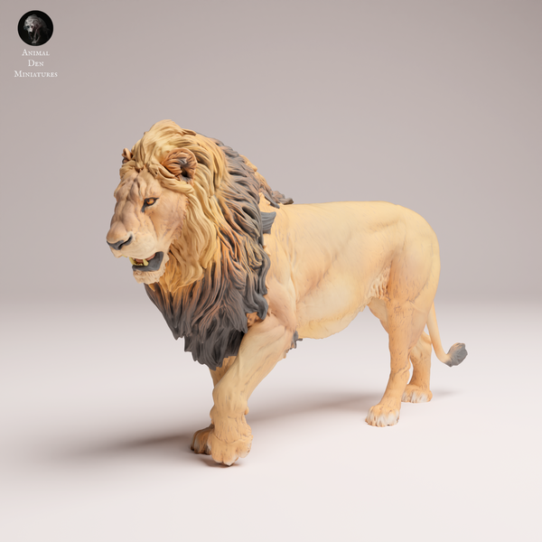 Anml-250805 lion(ライオン)