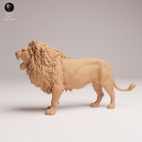Anml-250807 lion roar(ライオン)