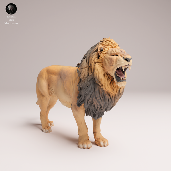 Anml-250807 lion roar(ライオン)