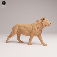 Anml-250808 lion subadult(ライオン)