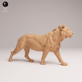 Anml-250808 lion subadult(ライオン)