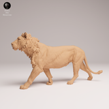 Anml-250808 lion subadult(ライオン)