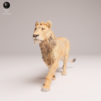 Anml-250808 lion subadult(ライオン)