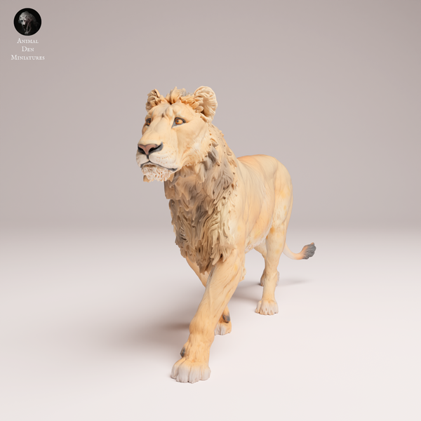 Anml-250808 lion subadult(ライオン)