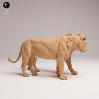 Anml-250810 lion subadult cuddle(ライオン)